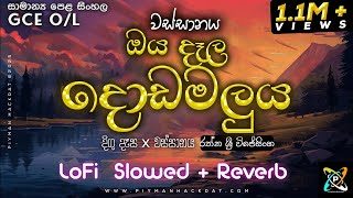 O/L Sinhala | Wassanaya – Oya dala dodamaluya | වස්සානය රත්න ශ්‍රී විජේසිංහ | Lofi SLOWED + REVERB